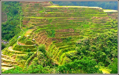 banaue rice terraces mountain ifugao province bare over