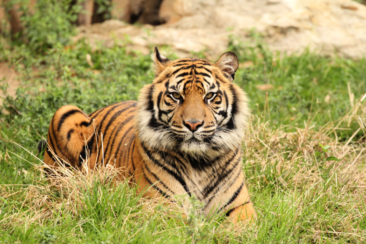 cebu-safari-bengal-tiger