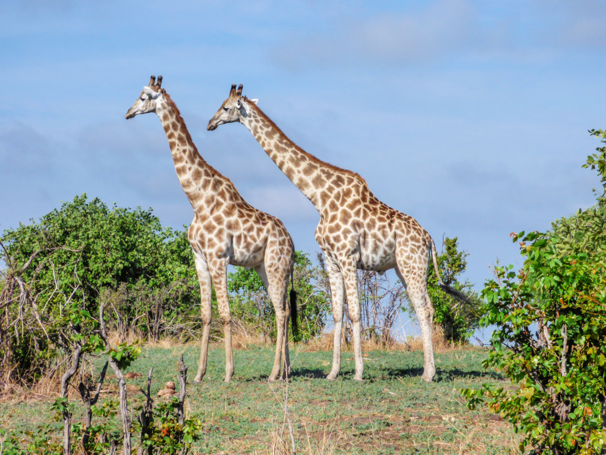 cebu-safari-adventure-park-giraffe
