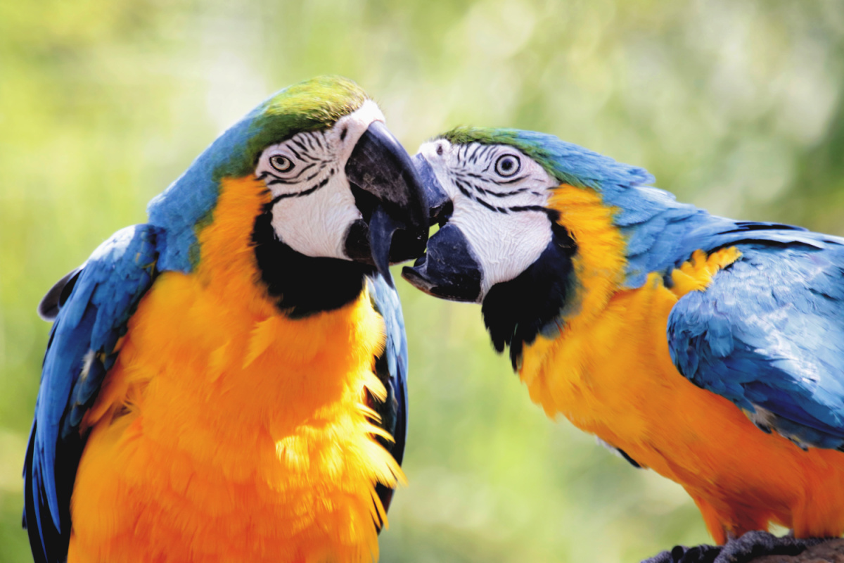 cebu-safari-adventure-park-macaw