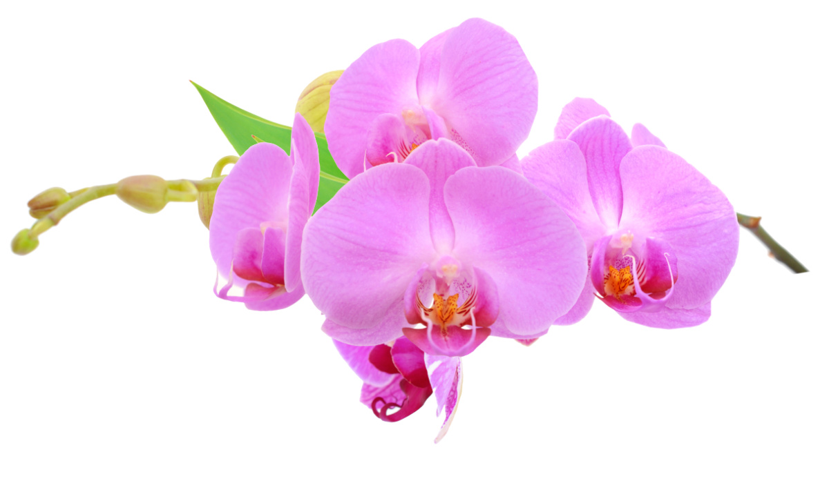 cebu-safari-adventure-park-orchid