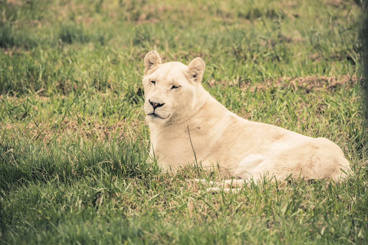 cebu-safari-adventure-white-lion