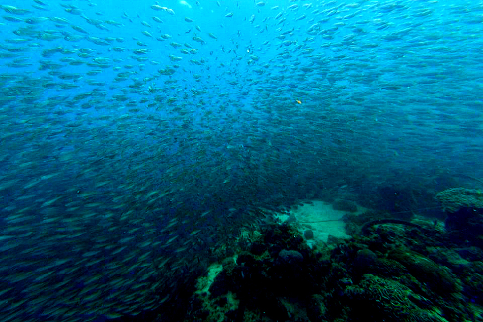 Pescador Island Marine Park | TravelingCebu.Com