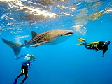 Oslob Whale Sharks. Whale shark swimming or diving is now a recently discovered hot tourist attraction on this island. Check out the link page and enjoy!
